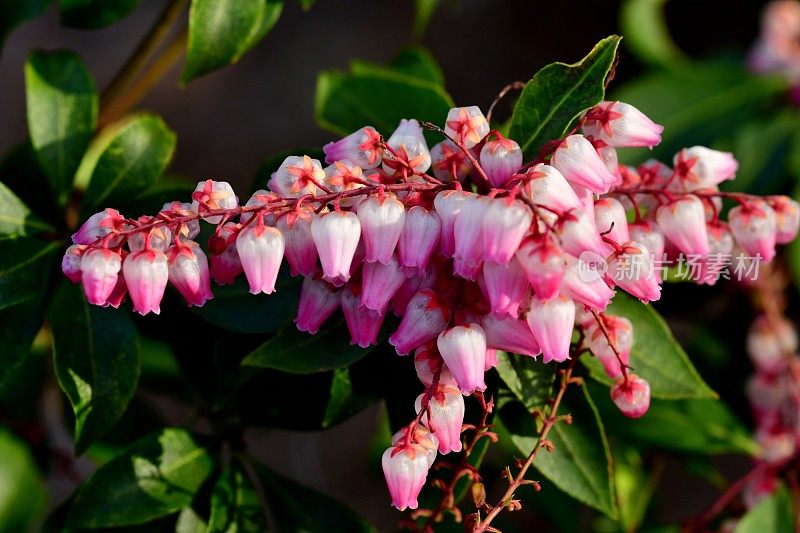 日本Pieris japonica /日本andromeda